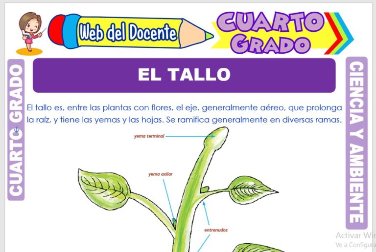 La Célula para Cuarto Grado de Primaria – Web del Docente
