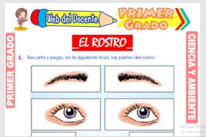 Ficha de El Rostro para Primer Grado de Primaria