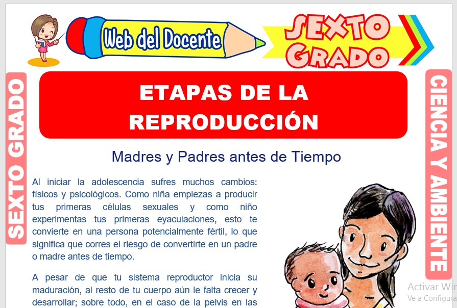 Ficha de Etapas de la Reproducción para Sexto Grado de Primaria