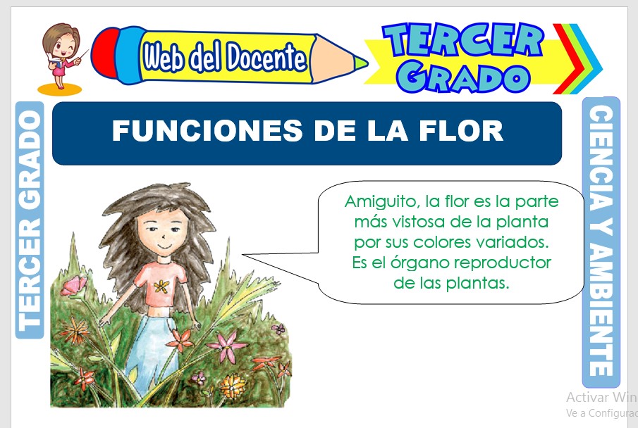  Ficha de Funciones de la Flor para Tercer Grado de Primaria