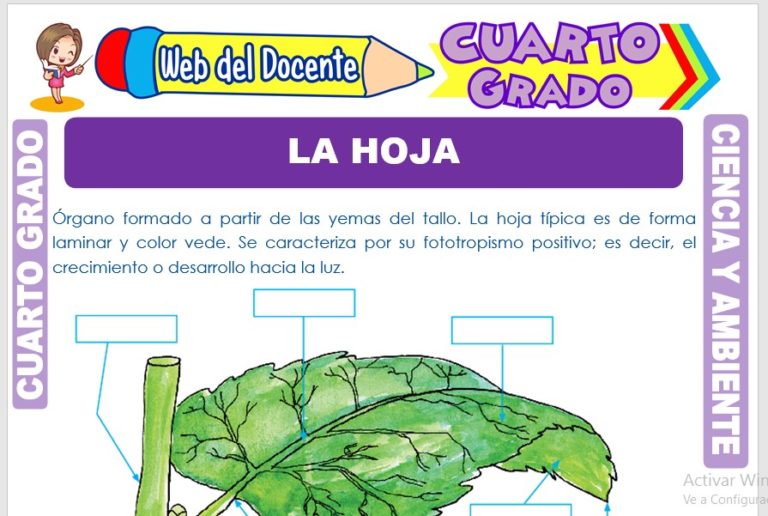 La Célula para Cuarto Grado de Primaria – Web del Docente