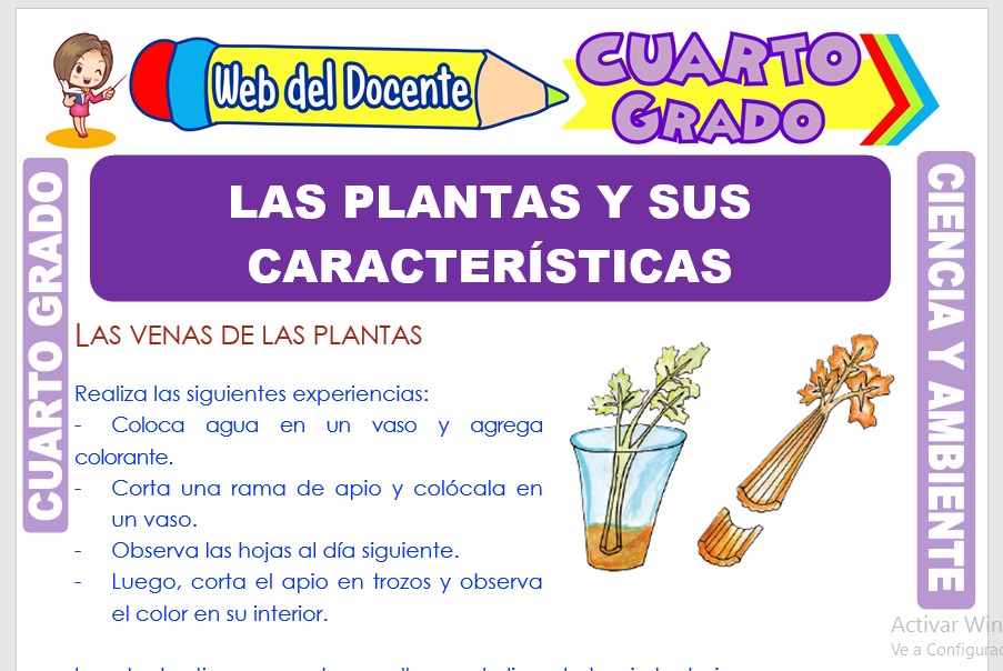 Ficha de Las Plantas y sus Características para Cuarto Grado de Primaria