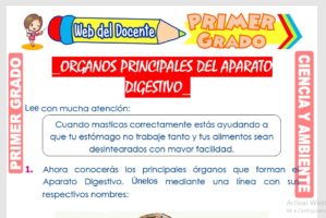 Ficha de Órganos Principales del Aparato Digestivo para Primer Grado de Primaria