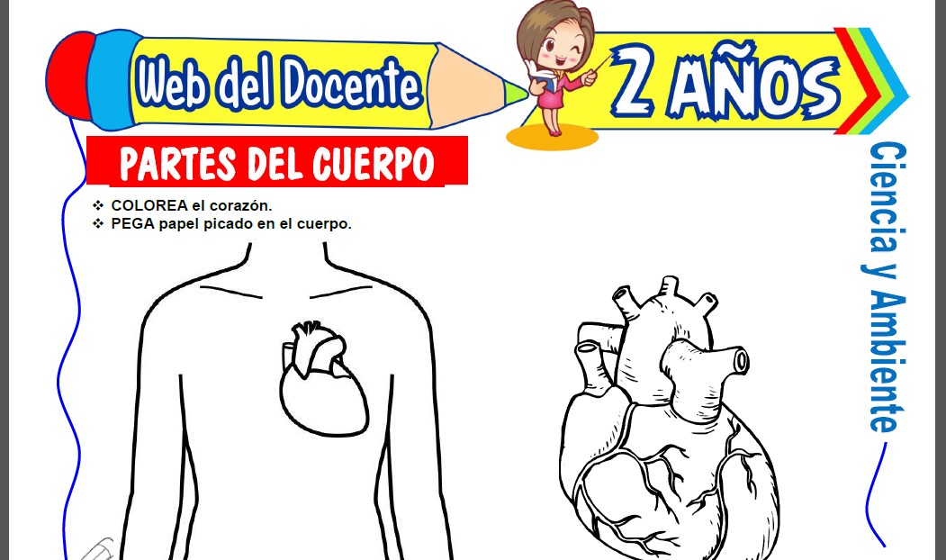 Partes del Cuerpo para Niños de 2 Años Partes del Cuerpo para Niños de 2 Años