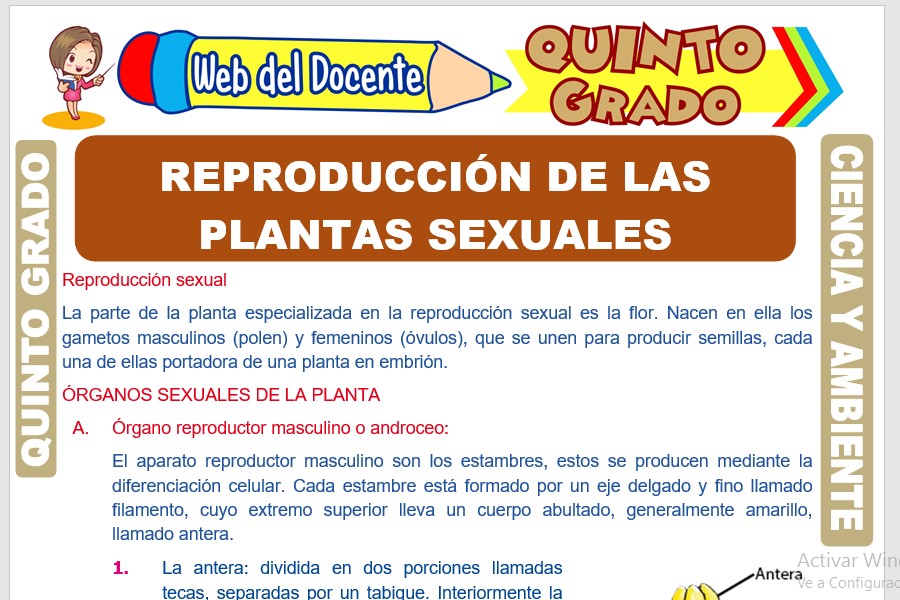 Ficha de Reproducción de las Plantas Sexuales para Quinto Grado de Primaria